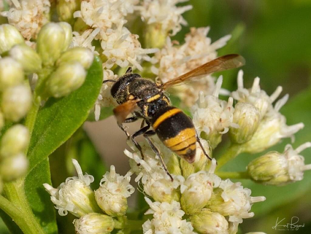 Mexican Honey Wasp (Brachygastra mellifica) on Mule Fat Flowers (Baccharis salicifolia). Henderson Bird Viewing Preserve, Las Vegas
