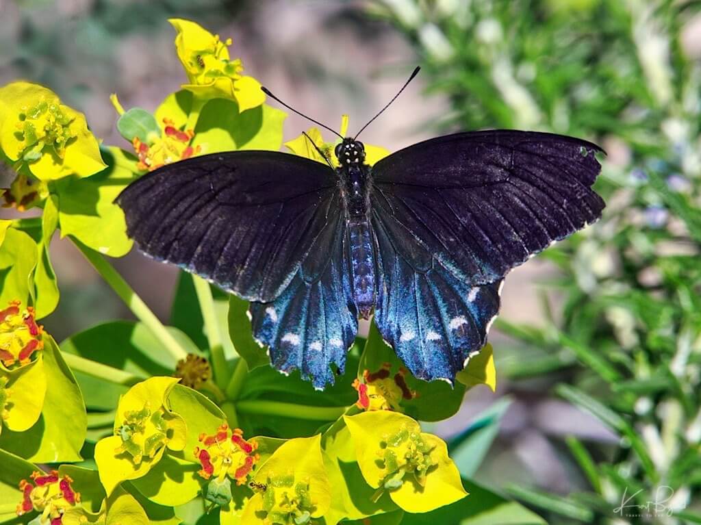 Male Pipevine Swallowtail or Blue Swallowtail (Battus philenor) on Gopher Spurge (Euphorbia rigida). Springs Preserve, Las Vegas