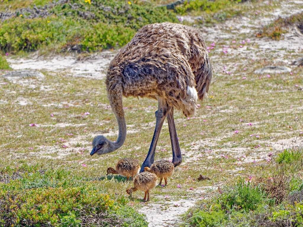 Mother and Babies South African Ostrich (Struthio camelus australis). Cape Point Ostrich Farm, South Africa
