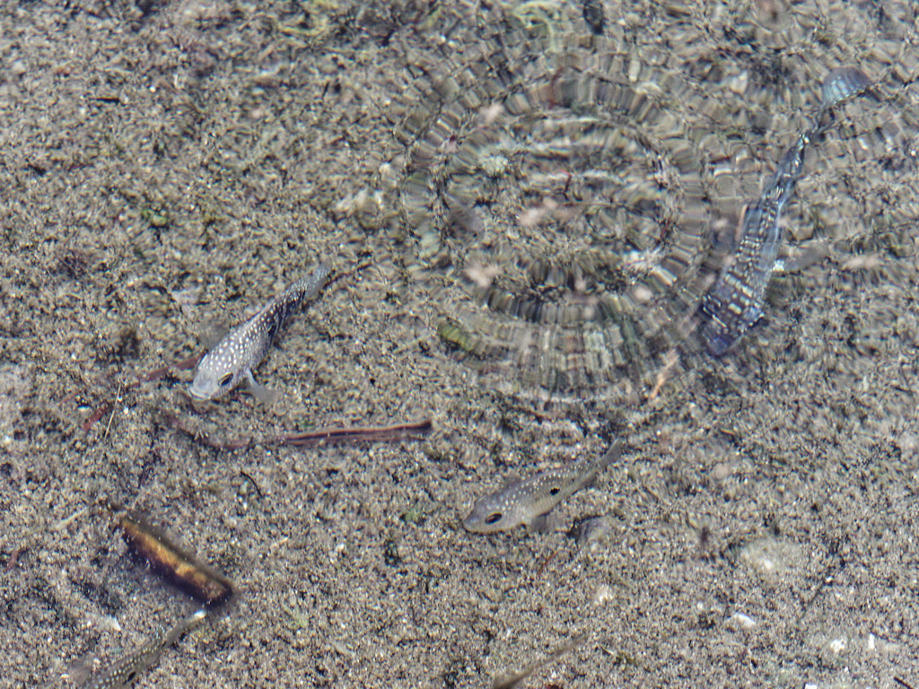 Texas cichlid (Herichthys cyanoguttatus, formerly Cichlasoma cyanoguttatum). Rogers Spring, Lake Mead, Nevada