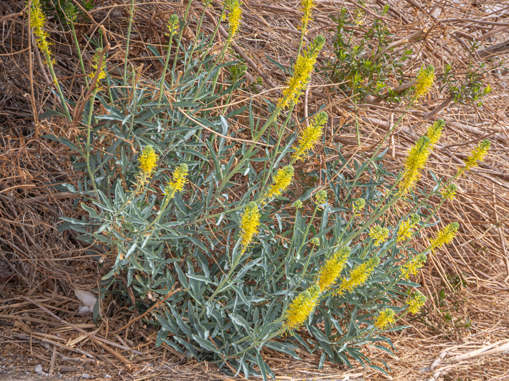 Desert Plume or Prince’s Plume (Stanleya pinnata). Wetlands Park, Las Vegas