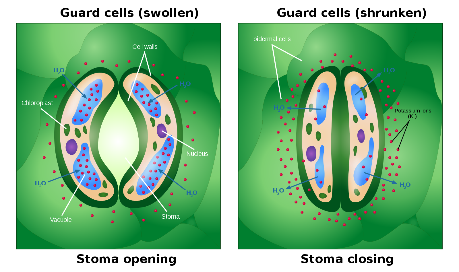 Opening and closing of stomata by bean-shaped guard cells. Wikipedia