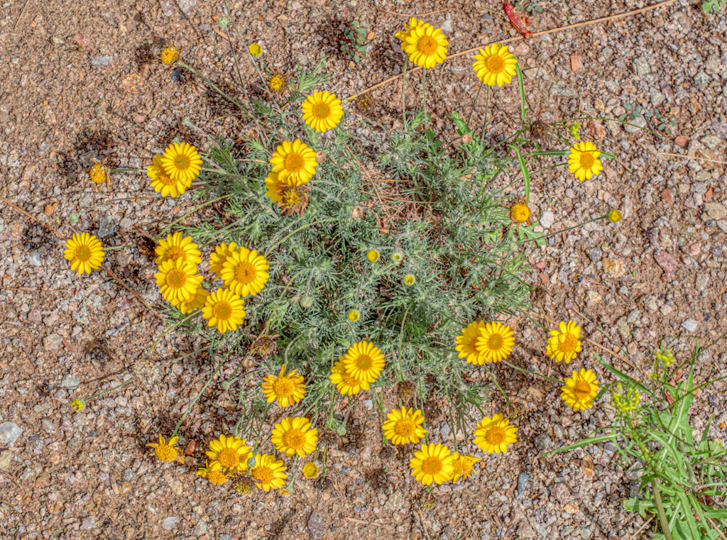 Parralena (Thymophylla pentachaeta). Ethyl M Cactus Garden, Las Vegas