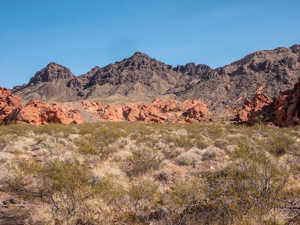 Creosote Bush (Larrea tridentata) and White Bursage (Ambrosia dumosa). Redstone, Lake Mead National Recreation Area, Nevada