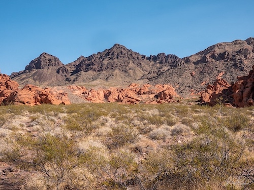 Desert Adaptations in Mohave C3 Plants - Travel To Eat