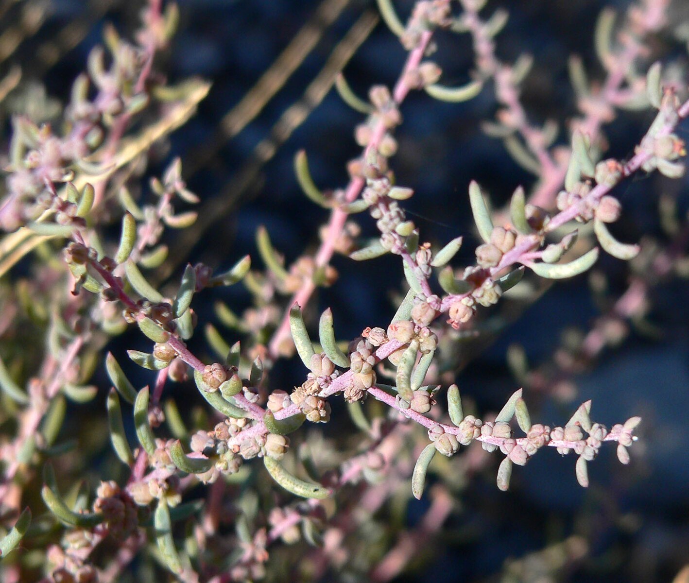 Suaeda nigra at Point of Rocks Springs, Ash Meadows National Wildlife Refuge, southern Nevada. Wikipedia