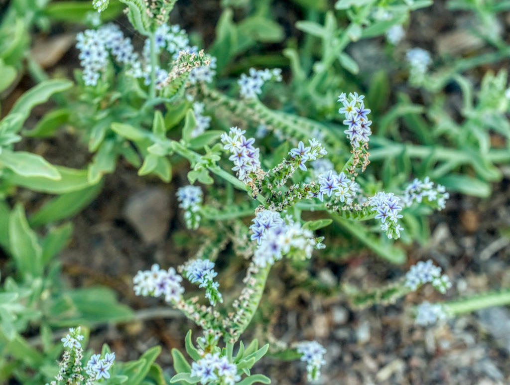 Salt Heliotrope (Heliotropium curassavicum). Henderson Bird Viewing Preserve, Nevada