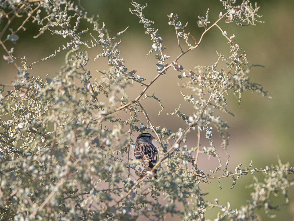 Quail Bush Male Flowers (Atriplex lentiformis). Henderson Bird Viewing Preserve, Las Vegas