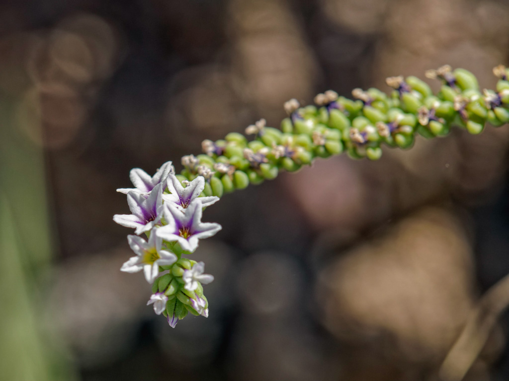 Alkali or Salt Heliotrope (Heliotropium curassavicum). Ash Meadows National Wildlife Refuge, Nevada