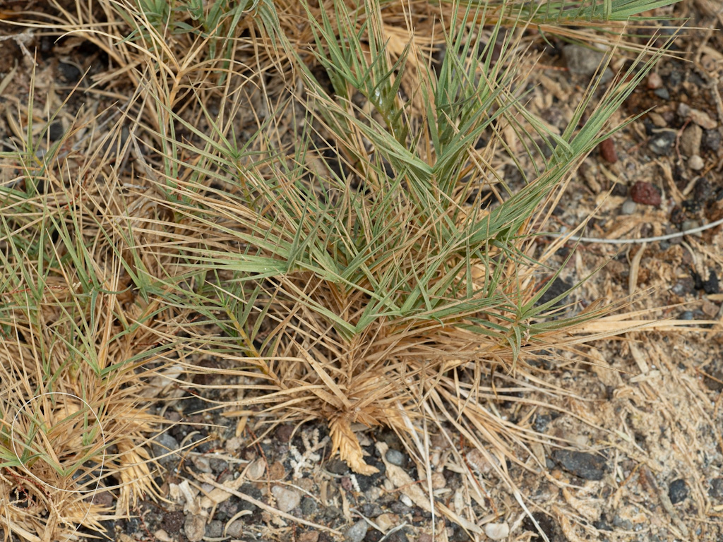 Desert Saltgrass (Distichlis spicata). Rogers Spring Near Overton, Nevada