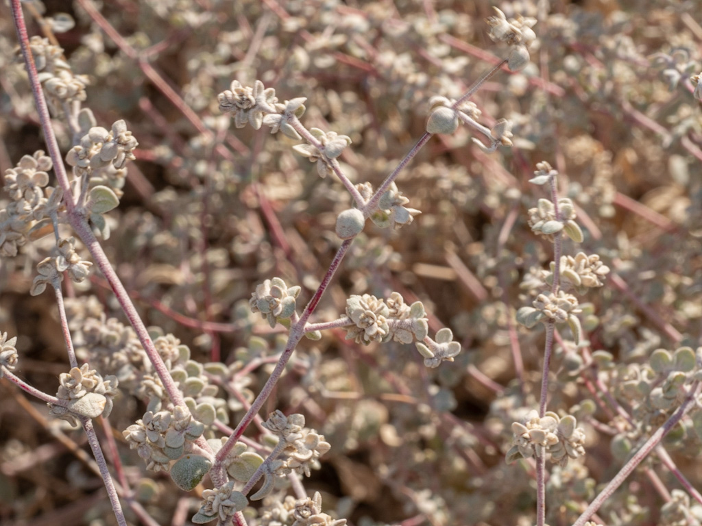 Shadescale (Atriplex confertifolia). Rogers Spring, Lake Mead, Nevada