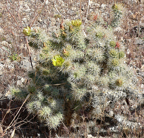 Silver Cholla Flowers (Cylindropuntia echinocarpa). Wikipedia