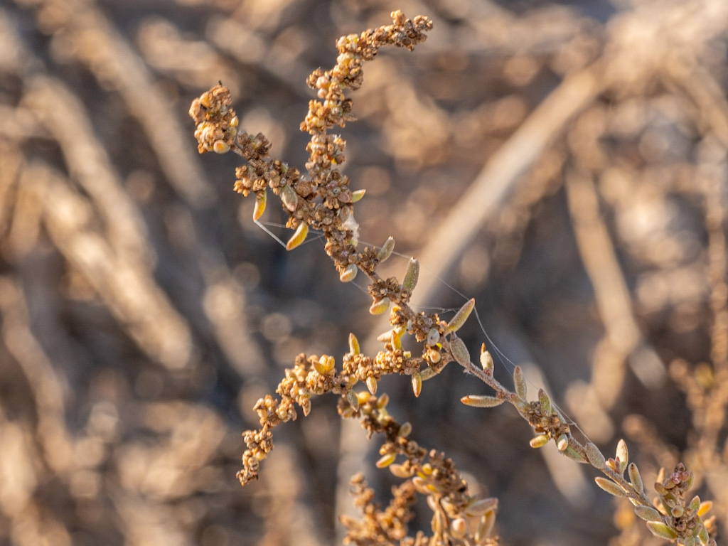 Bush Seepweed or Mojave Sea-Blite Seeds (Suaeda nigra). Rogers Spring, Lake Mead, Nevada