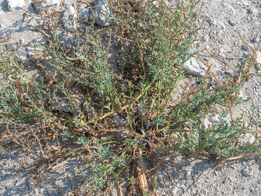 Alkali or Salt Heliotrope (Heliotropium curassavicum). Ash Meadows National Wildlife Refuge, Nevada