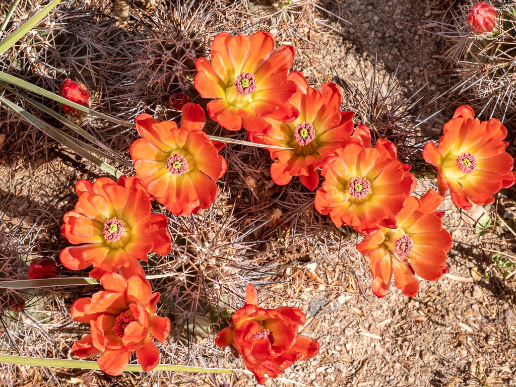 Black-Spine Claret-Cup Hedgehog Flowers (Echinocereus triglochidiatus var. melanacanthus). Ethyl M Cactus Garden, Las Vegas