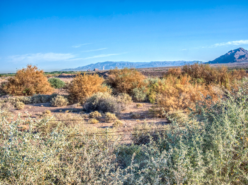 Sunrise Mountain with Quail Bush (Atriplex lentiformis) and Salt Cedar (Tamarix ramosissima) in Foreground Pond. Henderson Bird Viewing Preserve, Nevada