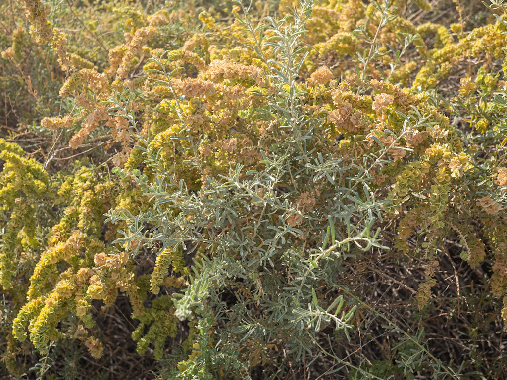 Fourwing Saltbush (Atriplex canescens). Rogers Spring Near Overton, Nevada