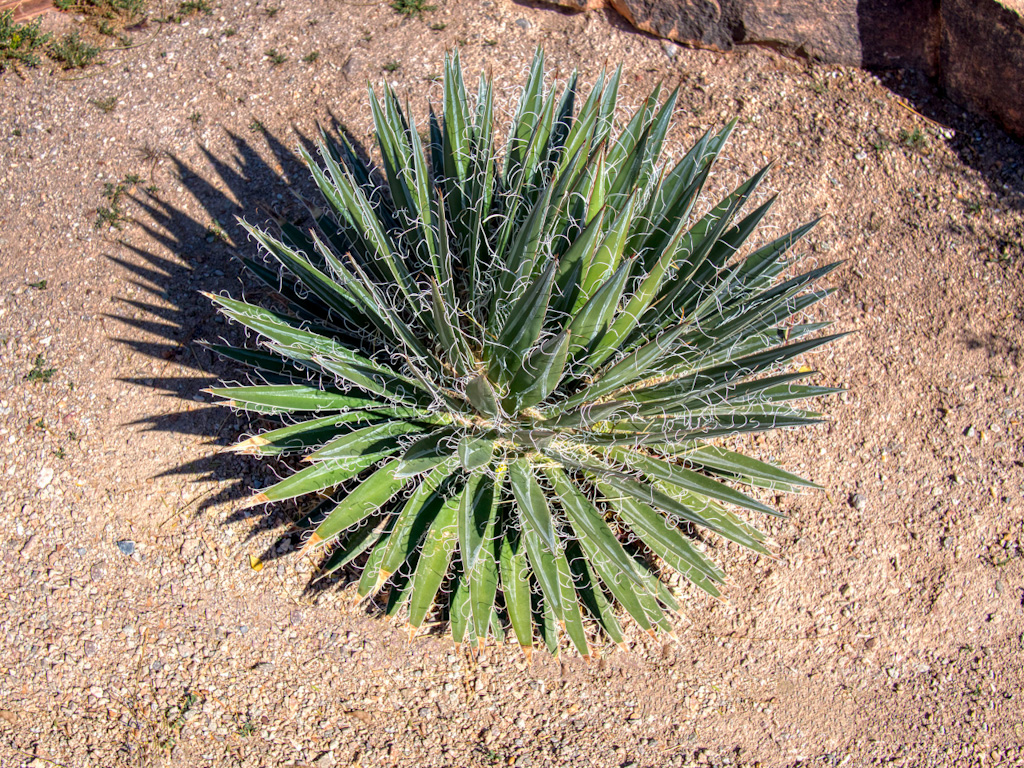 Thread Agave (Agave filifera). Ethel M Cactus Garden, Las Vegas