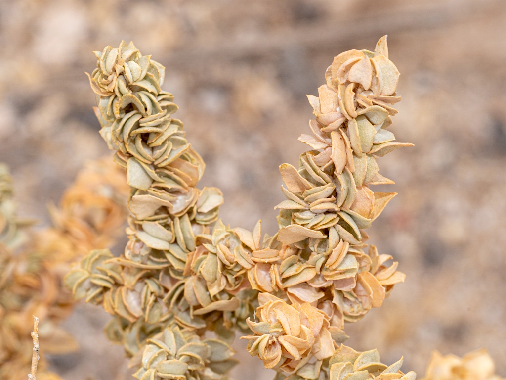 Fourwing Saltbush (Atriplex canescens). Rogers Spring Near Overton, Nevada