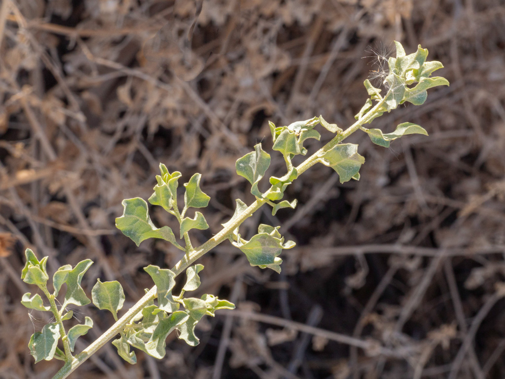 Quail Bush Leaves (Atriplex lentiformis). Henderson Bird Viewing Preserve, Las Vegas