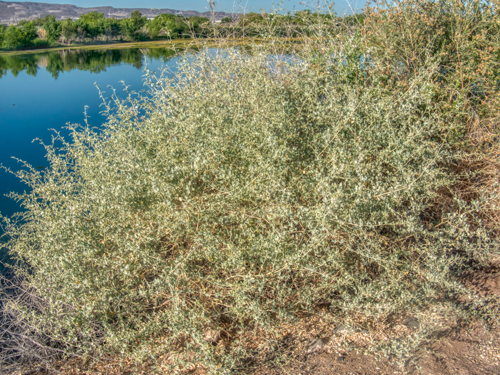 Quail Bush (Atriplex lentiformis). Henderson Bird Viewing Preserve, Nevada