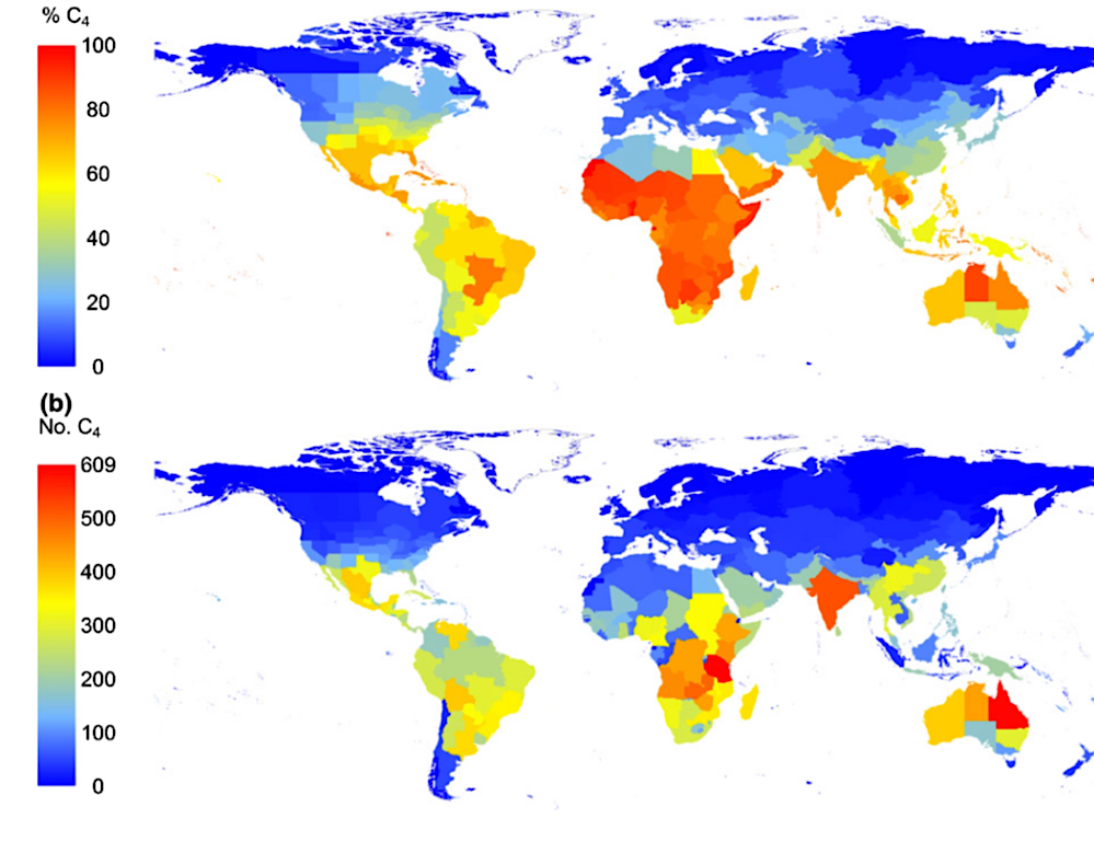 Global map of C4 grass species distributions. (a) Percentage of grass species within each mapping unit that uses the C4 pathway; (b) the species richness of C4 grasses in each mapping unit. The map shows species distributions at the Taxonomic Databases Working Group (TDWG) level 3 ‘botanical country’ scale, a biodiversity information standard corresponding largely to political countries, but with large countries subdivided into smaller mapping units (Brummitt et al., 2001)