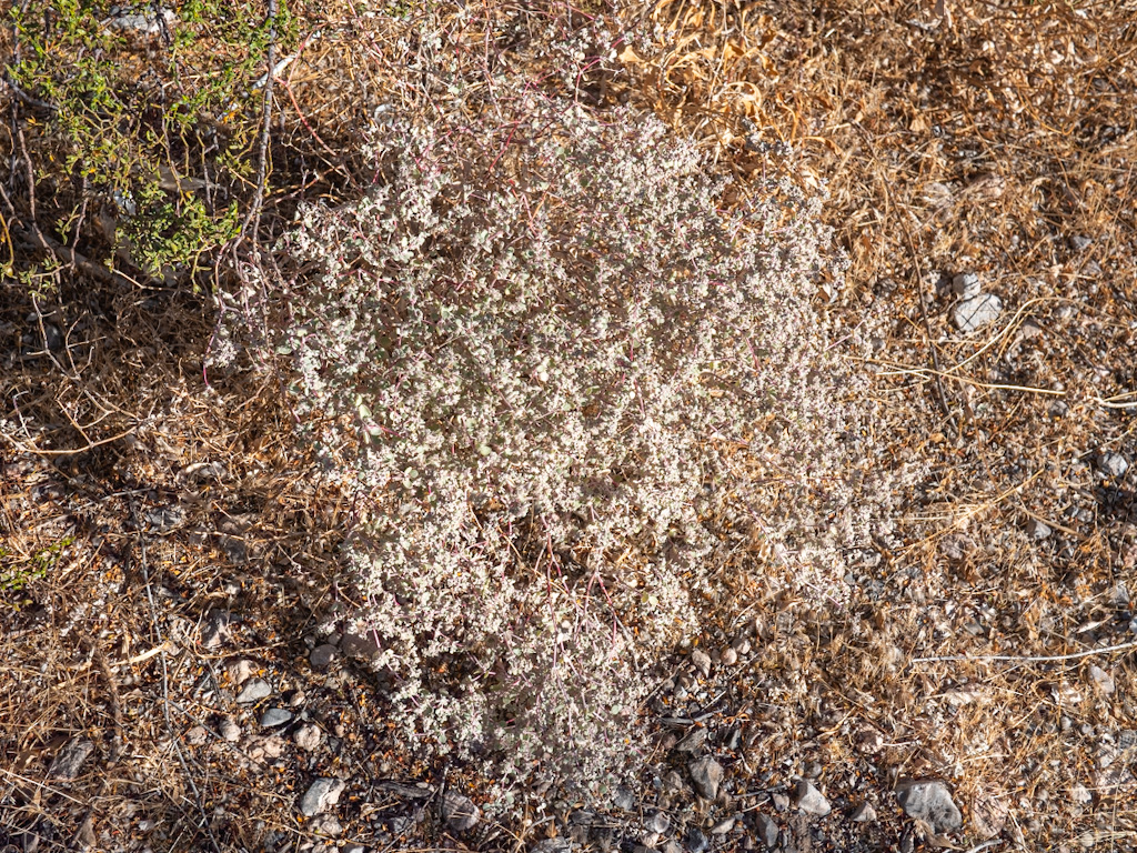 Shadescale (Atriplex confertifolia). Rogers Spring, Lake Mead, Nevada