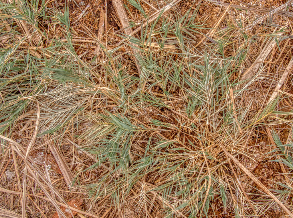 Desert Saltgrass (Distichlis spicata). Rogers Spring Near Overton, Nevada