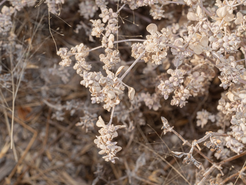 Shadescale (Atriplex confertifolia). Rogers Spring, Lake Mead, Nevada