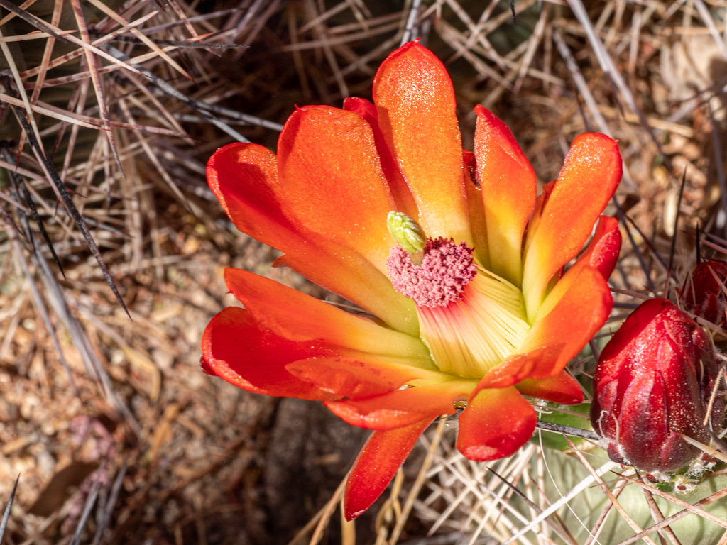 Black-Spine Claret-Cup Hedgehog Flowers (Echinocereus triglochidiatus var. melanacanthus). Ethyl M Cactus Garden, Las Vegas