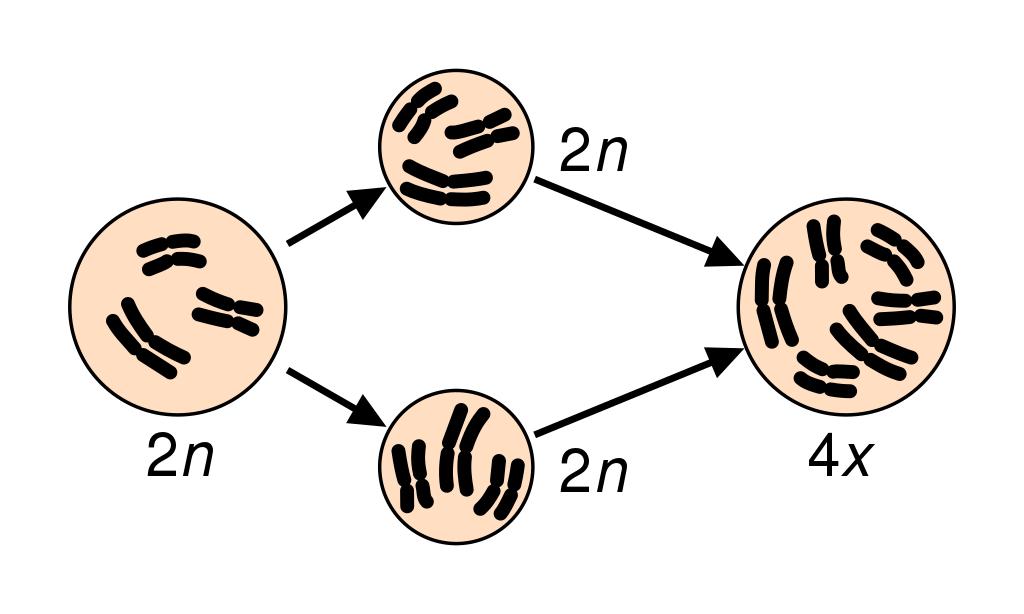 Speciation via polyploidy: A diploid cell undergoes failed meiosis, producing diploid gametes, which self-fertilize to produce a tetraploid zygote. Wikipedia