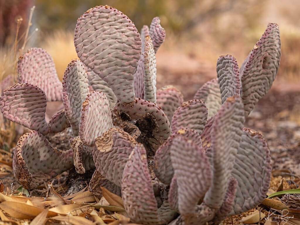 Beavertail Cactus or Beavertail Pricklypear (Opuntia basilaris). Echo Bay, Lake Mead National Recreation Area, Nevada