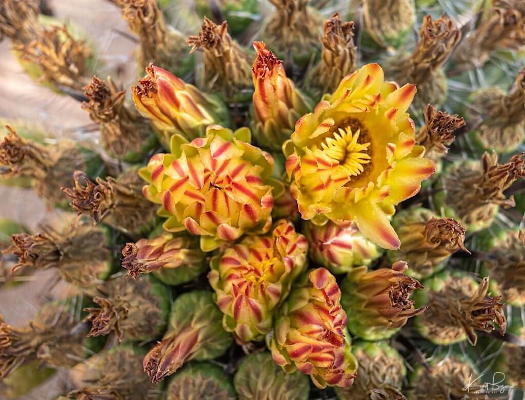 Fishhook Barrel Cactus Unusual growth form- Bearing fruit