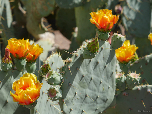 Desert Adaptations in CAM Mohave Plants - Travel To Eat by Kurt Buzard MD