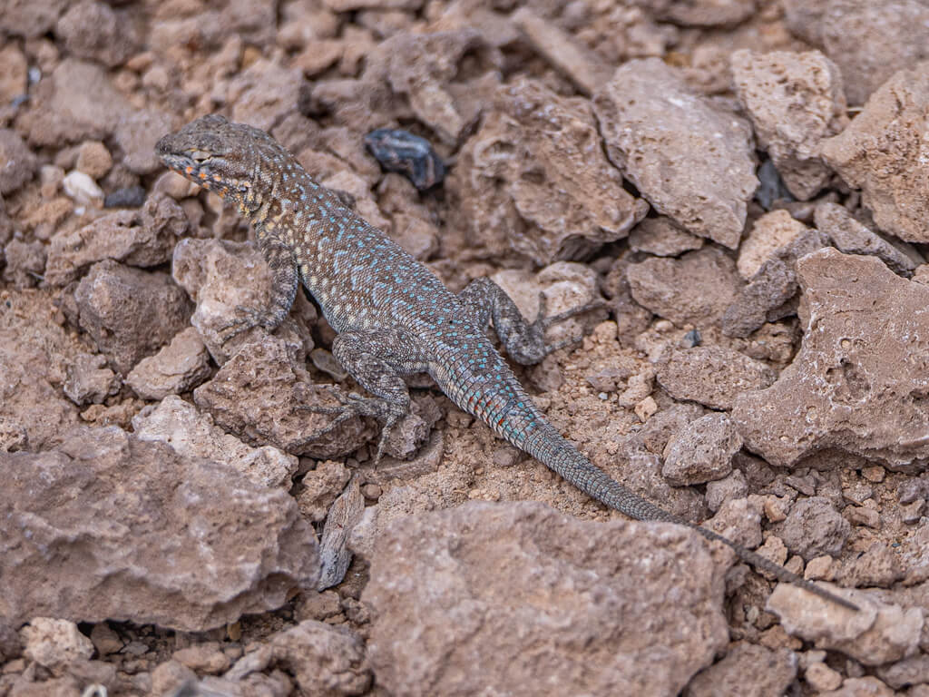 Non-breeding Male Western Side-blotched Lizard (Uta stansburiana elegans). Ash Meadows National Wildlife Refuge, Nevada
