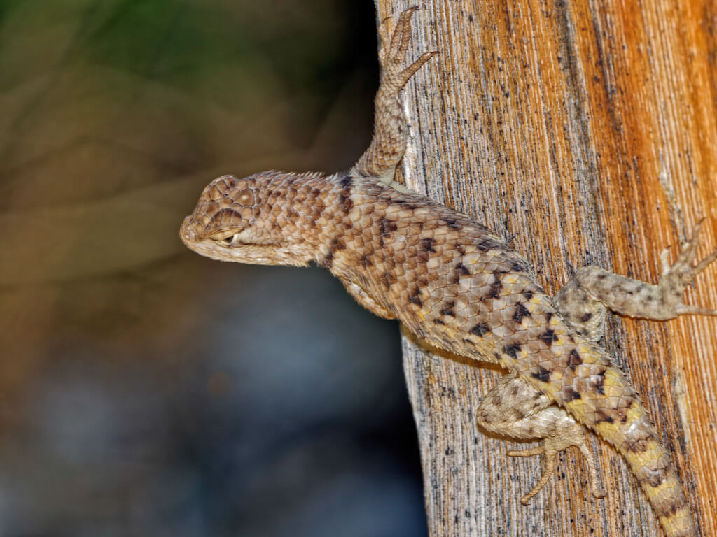Female Yellow-Backed Spiny Lizard (Sceloporus uniformis). Desert National Wildlife Refuge Visitor Center (Corn Creek), Las Vegas