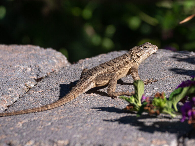 Lizards around Las Vegas Travel To Eat