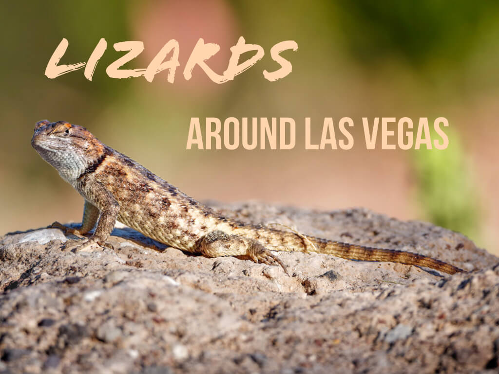 Lizards Around Las Vegas