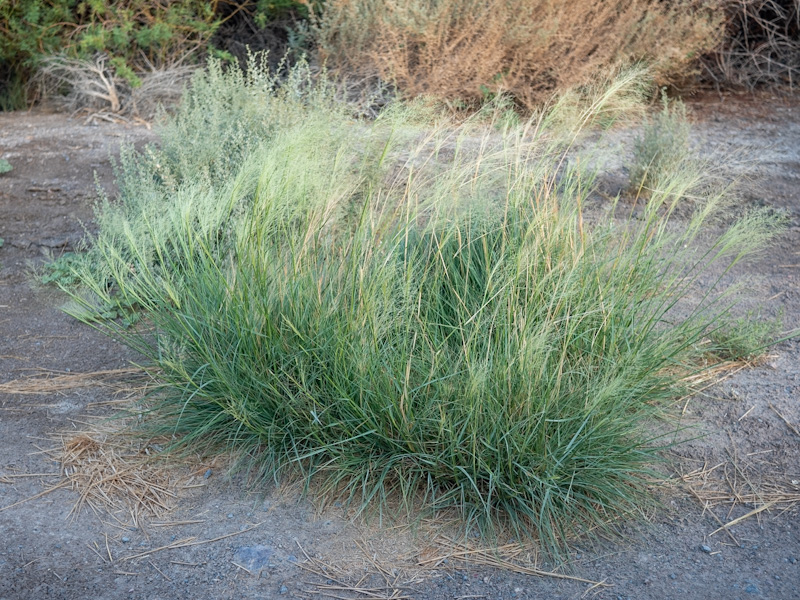 Alkali Sacaton (Sporobolus airoides). Ash Meadows National Wildlife Refuge