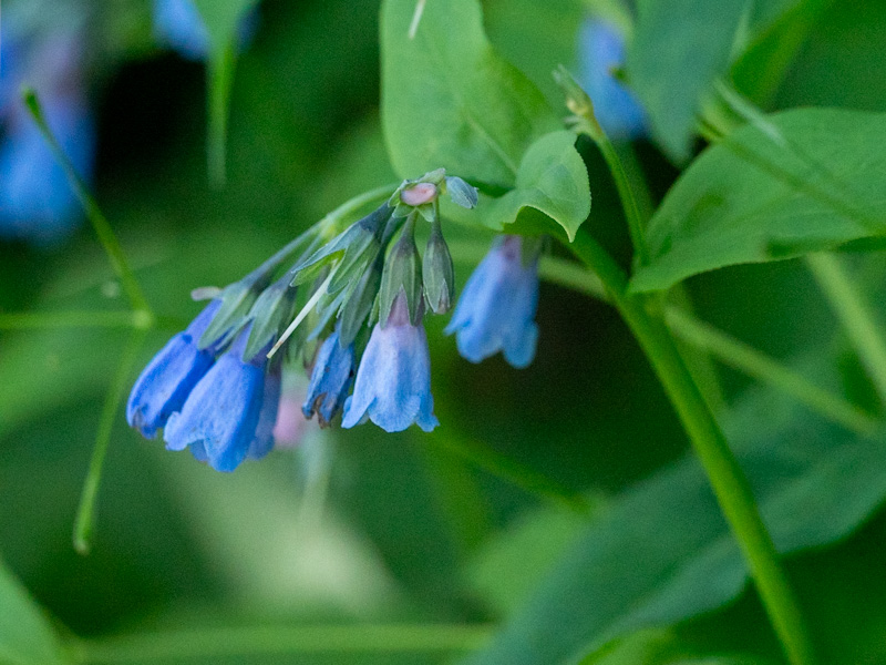 Streamside Bluebells (Mertensia ciliata)