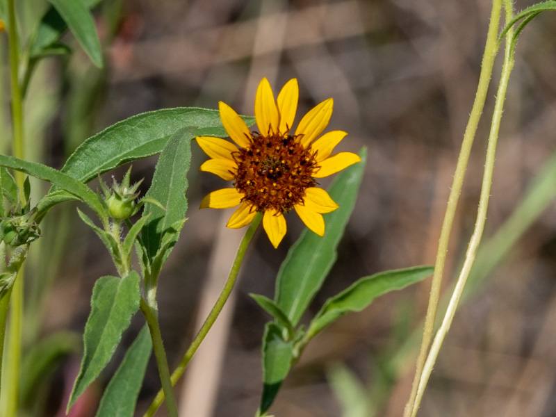 Ash Meadows Gumplant (Grindelia fraxino-pratensis). Ash Meadows National Wildlife Refuge, Nevada