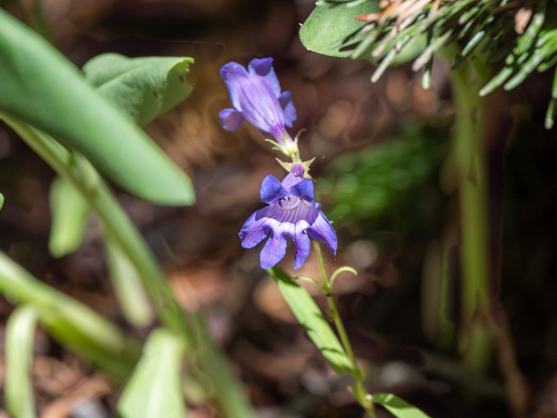 Rydberg Penstemon (Penstemon rydbergii). Cedar Breaks National Monument, Utah