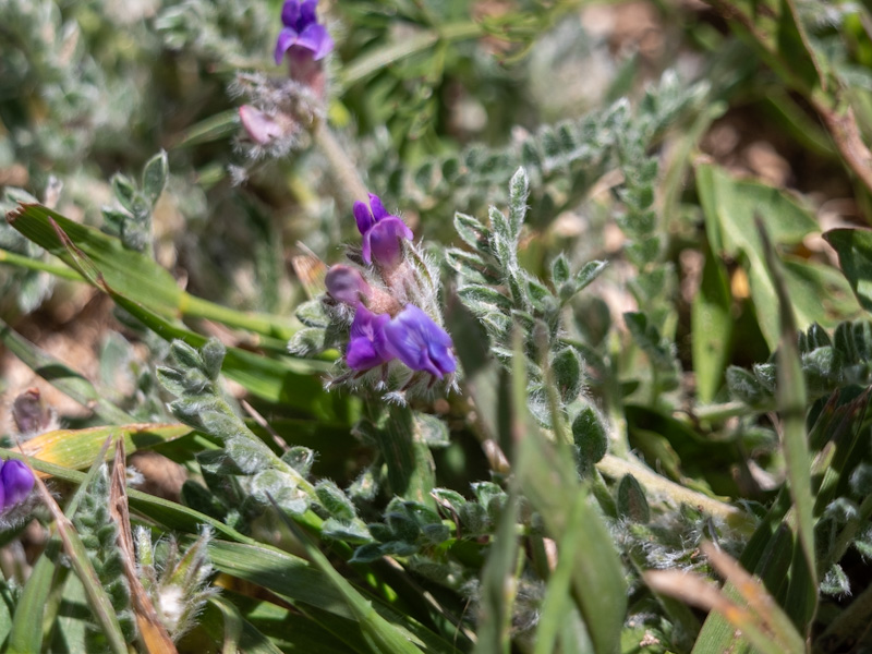 Mountain Locoweed (Oxytropis oreophila)