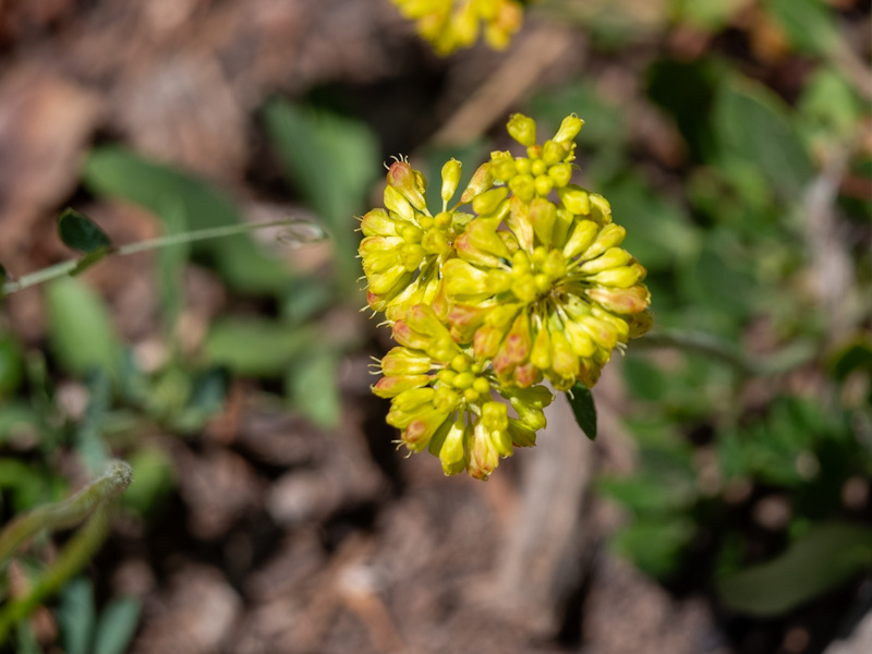 Sulphurflower Buckwheat (Eriogonum umbellatum)