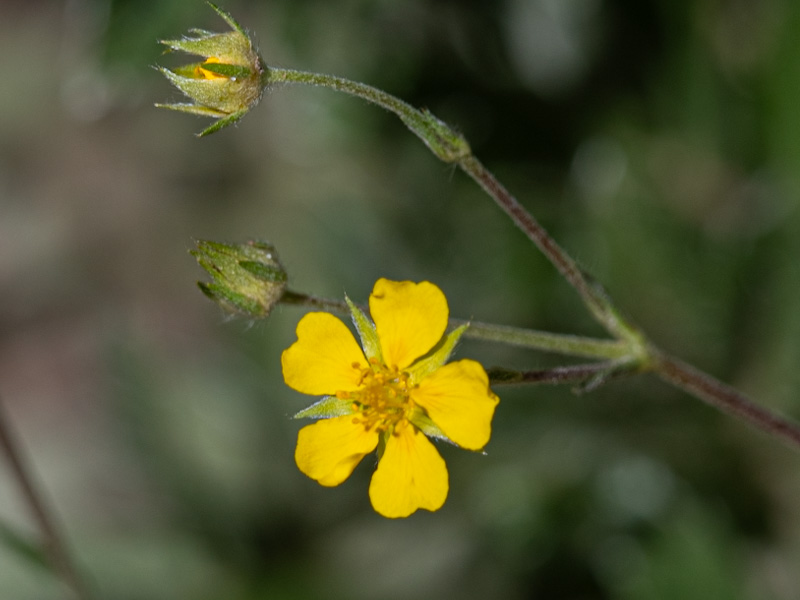 Wooly Cinquefoil (Potentilla hippiana)