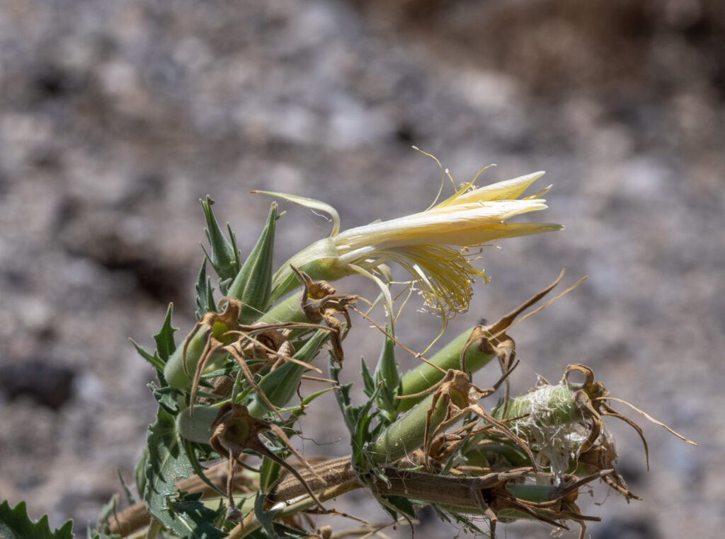 Giant Blazingstar or Smoothstem Blazingstar (Mentzelia laevicaulis). Ash Meadows National Wildlife Refuge, Nevada