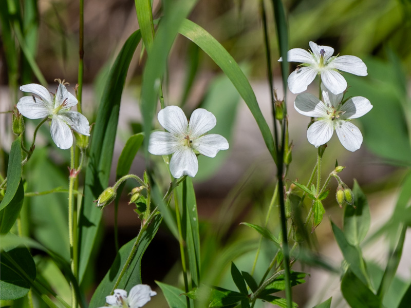 Richardson’s Geranium (Geranium richardsonii)