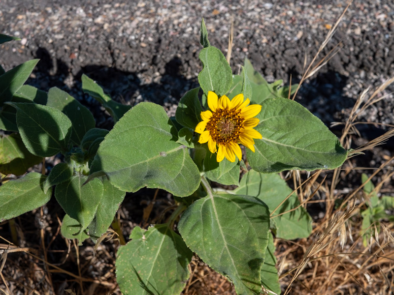 Common Sunflower (Helianthus annuus)