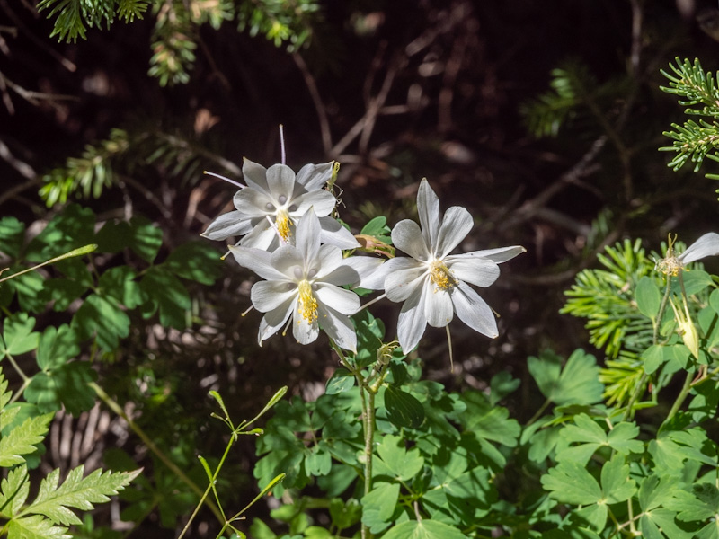 Colorado Columbine (Aquilegia caerulea)