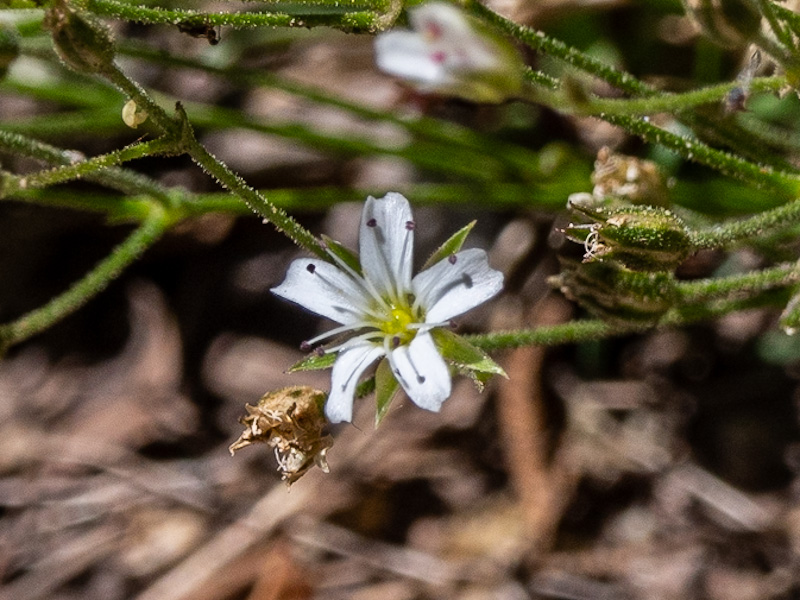 Fendler’s Sandwort (Eremogone fendleri). Cedar Breaks National Monument, Utah